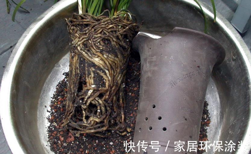 浇灌|不同程度的花土板结情况该怎么解决?