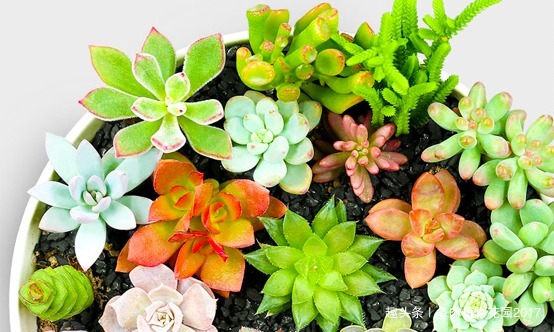 掉了的多肉叶片不要扔掉,自己在家繁殖多肉玩