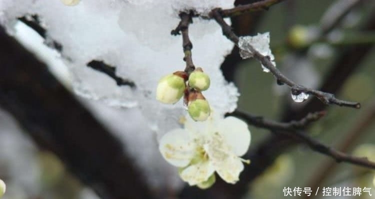 美的|蒋维翰很经典的一首咏梅诗,短短的28个字,写出了世间绝美的梅花