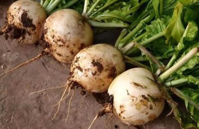 不坏|菜市场遇到“此菜”准买10斤,一块钱一斤,这么做放一年都不坏