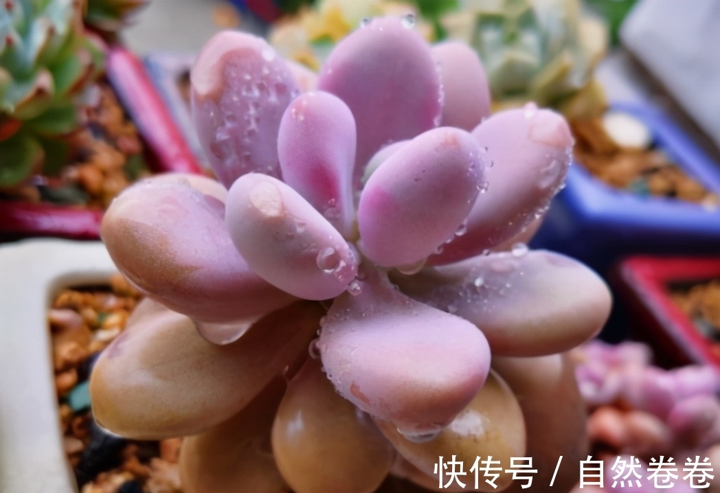 养多肉每次浇水花盆都漏土,教你4个防漏土的方法,简单又好用