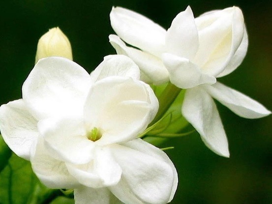 浇水才能爆盆,这些花卉,浇水越多,开花就越旺,花朵美艳又迷人