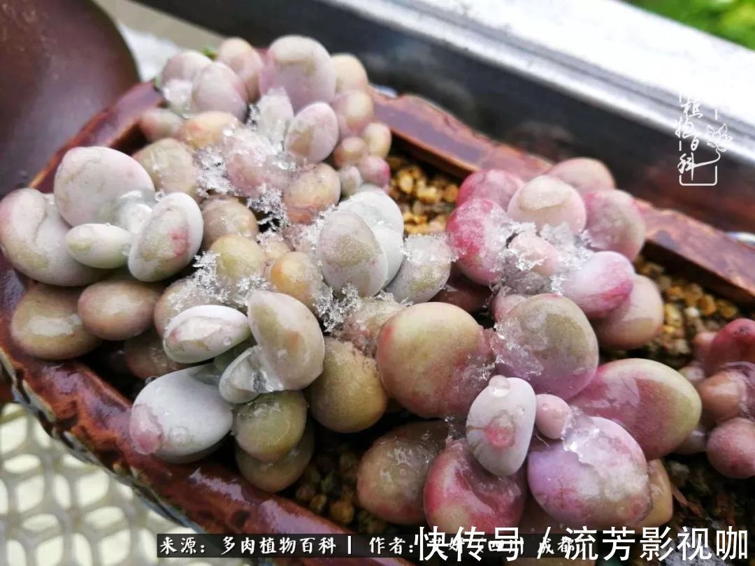 多肉|人生有时候就像多肉，不是不出彩，只是经历的时光还不够！