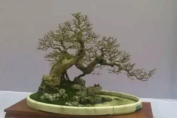 盆景制作技法夏天来到,盆景脱衣换锦,有6种好处