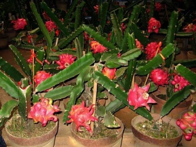 肠道|经常便秘怎么办医生3种食物若能常吃,肠道就会很顺畅