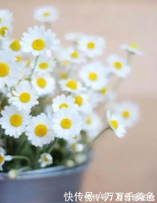 生长期|别再养那些“烂大街”的盆栽啦选这3种“花”,好养易开花