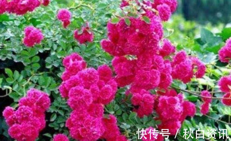 对待新手超友好的几种花卉,不用操啥心,还有净化空气的作用