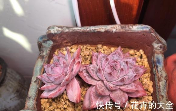 季节|即将立秋,多肉植物迎来生长季节,满足2点,好状态养出来