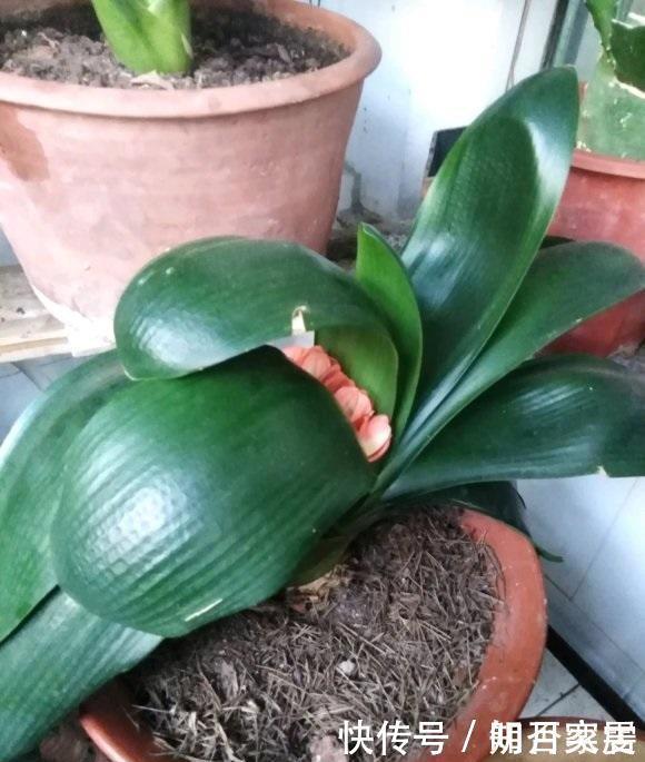 夏天养花,4种植物容易“浇死”,进入休眠期,浇水能少则少