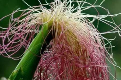 黑豆黑豆|患有高血压,这几种食物要多吃,净化血液,血压稳降不升