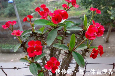 花卉|养花不能太勤快,这些懒人花,小盆种少浇水,越长越美!