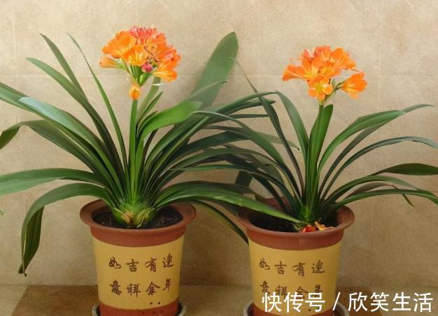 君子兰|盆养君子兰,7天浇一次臭水,保管网格叶油绿、开花多