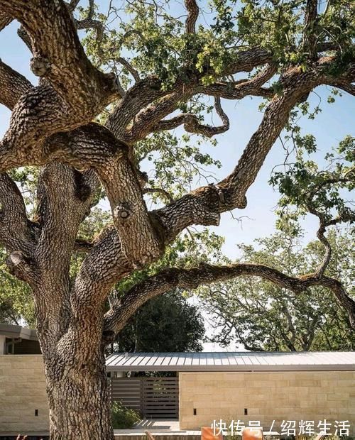 泳池|山中造个别墅,院中百年古树,庭院、壁炉、泳池,奢侈生活美如画