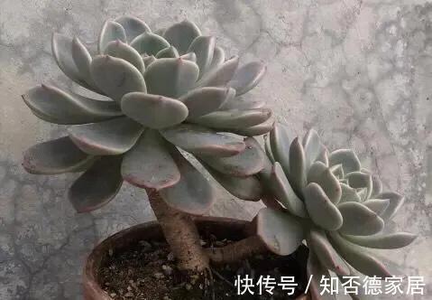介壳虫|多肉出现病虫害,别只是傻傻地喷药,用上一招,事半功倍