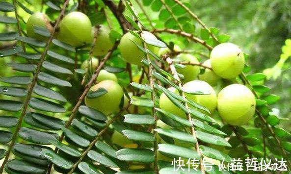 泡水|咳嗽久咳不愈，多用此果泡水，坚持三天，利咽喉，整年不咳嗽