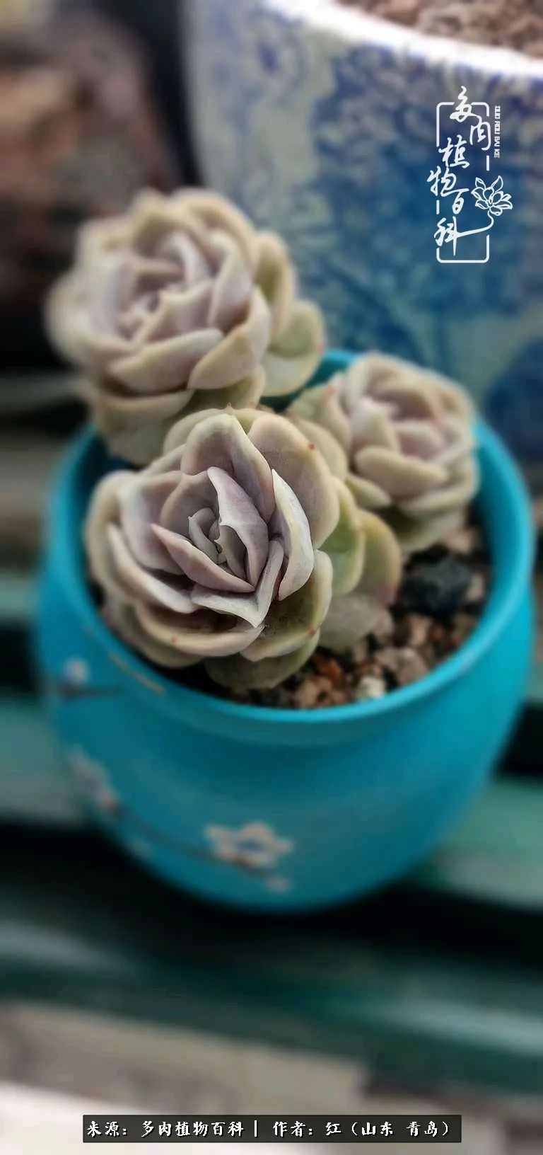 多肉度个夏，回到解放前！曾经有多美，现在就有多丑！