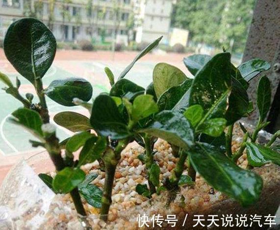 2种花现在扦插还不晚，折个枝插盆里，生根快，成活率高