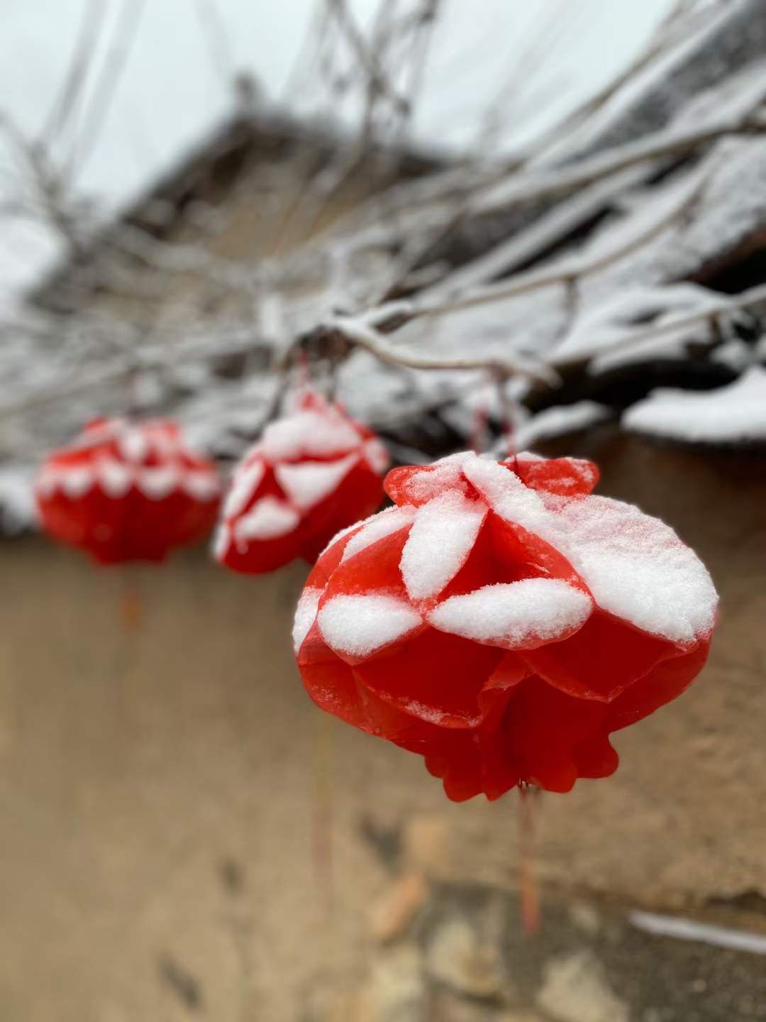 下雪|不用羡慕别人！松阳也下雪啦，绝美~