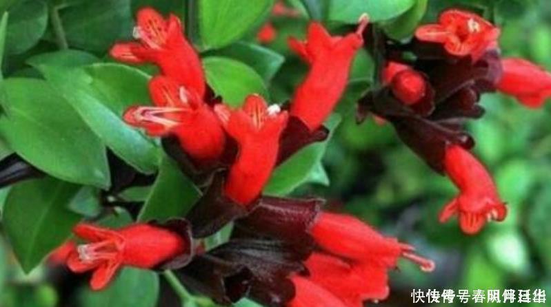 3种花养在家里,一整年都有好运气,养在哪里都爆盆,好运到来