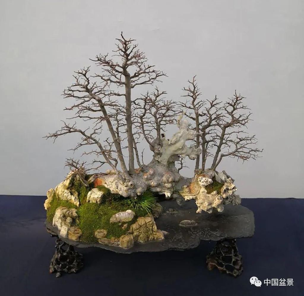  制作|盆景制作中的气、势、神、韵如何表现！静态和动态相结合是精髓