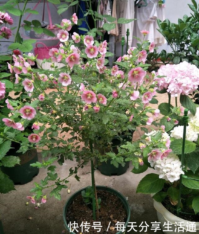 花期最长的植物，号称开花机器，四季有花开，养护容易，值得拥有！