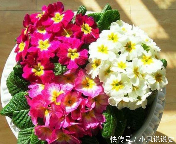 养花就养这几款,全年开花不停,一盆千百朵,枝头花苞满