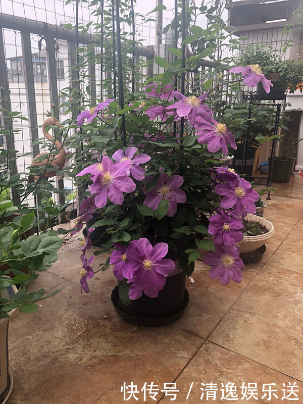 这4款花卉超喜水，丢水不管不问，花叶轻松爆满盆，花朵美艳迷人