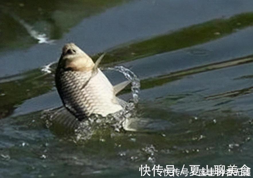 台钓中不同钓法的浮漂技巧，钓法的变化浮漂是基础——盛世三渔