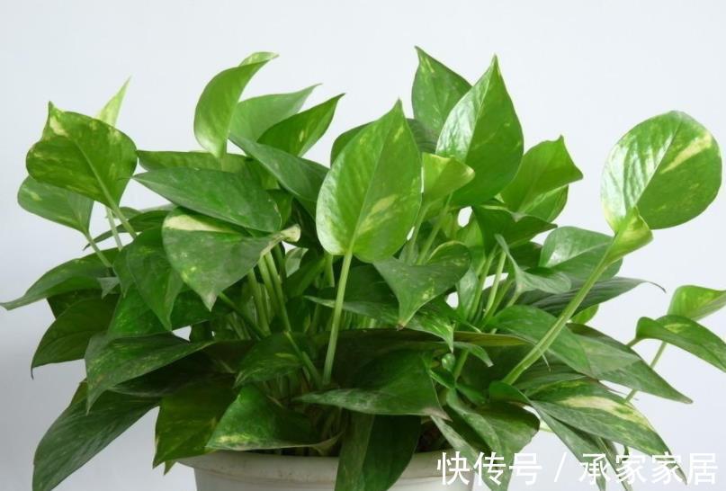 复合肥|推荐8款寓意好的植物,客厅养一盆,皮实好养还有好兆头