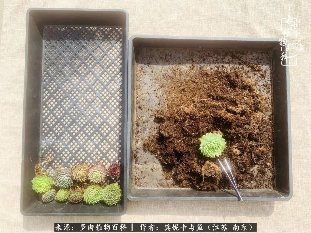 这多肉拼盘这么仙！如何制作达人手把手教你制作长生草拼盘！