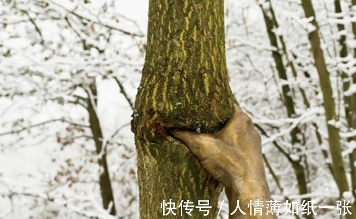 一只手|世界上最顽强的一只手，握在一棵树上50年，网友：好心疼树