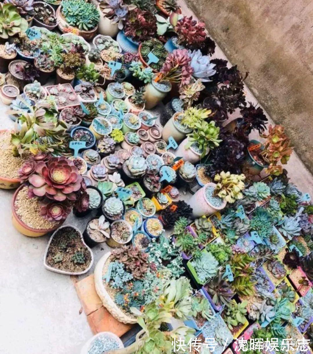 非洲堇|这花送人，只用送一片叶子，插土就活不心疼！