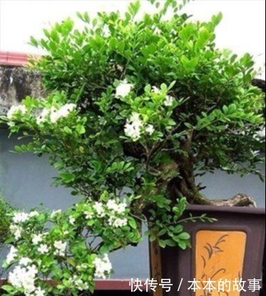 花卉|我国“最香”盆栽花卉,净化空气效果好,房间摆1盆,熏得一室香