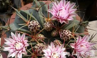 爆盆|家里花太多养不过来？试试4种花，不用精心打理也能爆盆