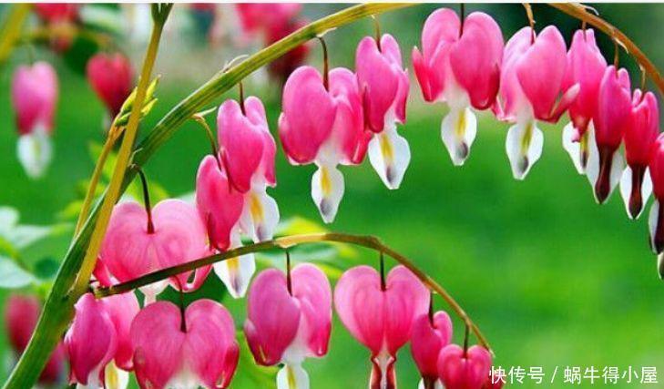 4种花好养易活,开花又大又艳,颜值超高的