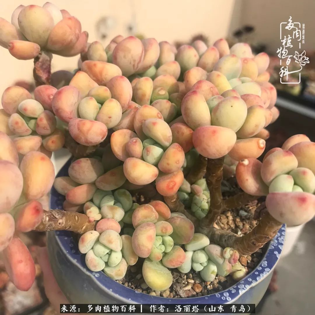 我和我的“多肉恋人”，怎么样有没有惊艳到你！