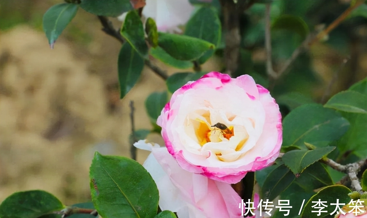 茶花|这13种花好养易活，花期还很长，喜欢的话，试着养一盆吧