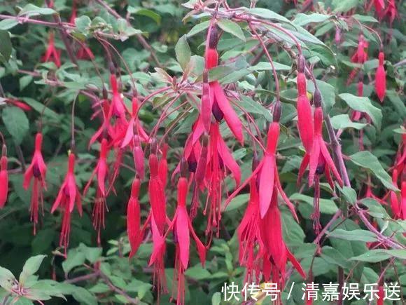 泡水|3种枝条泡水里,10天长根,一次开花100朵,水培成活率更高!