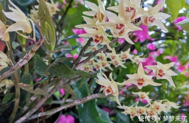 神奇|4种花别用土养,一浇水就烂根,最后1种很神奇,倒挂空中也开花