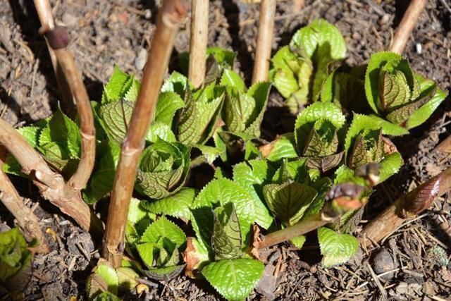 春天|春天养花,掰个“新芽”塞盆里,15天生根长叶,养好还开花