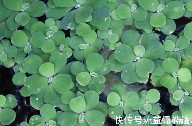 复发|遇上痔疮不用割！这片叶子煮一煮，解决痔疮不复发，医生都偷着用