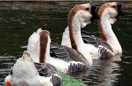 一无所知|一份本地人做的潮汕美食攻略你对潮汕美食的力量,简直一无所知