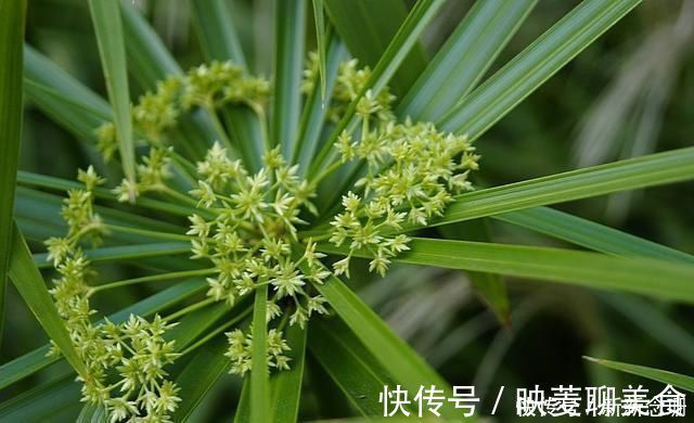 水竹|这3种花要多浇水,水多了就爆盆到处生长,夏天养正合适