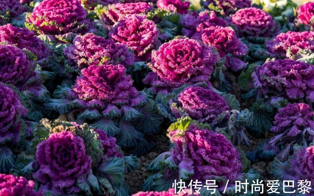 海棠果|女性养生常吃3种食物,滋阴润燥,排毒养颜,滋养子宫更健康