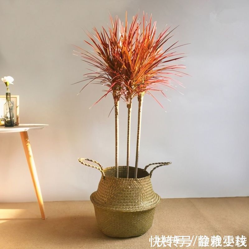 花友小叶投稿：养花一年了，三种绿植基本不用管，没光也不怕