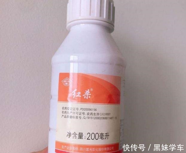 杀不死的“小黑飞”教你4种方法,整个夏天养花,清净了!