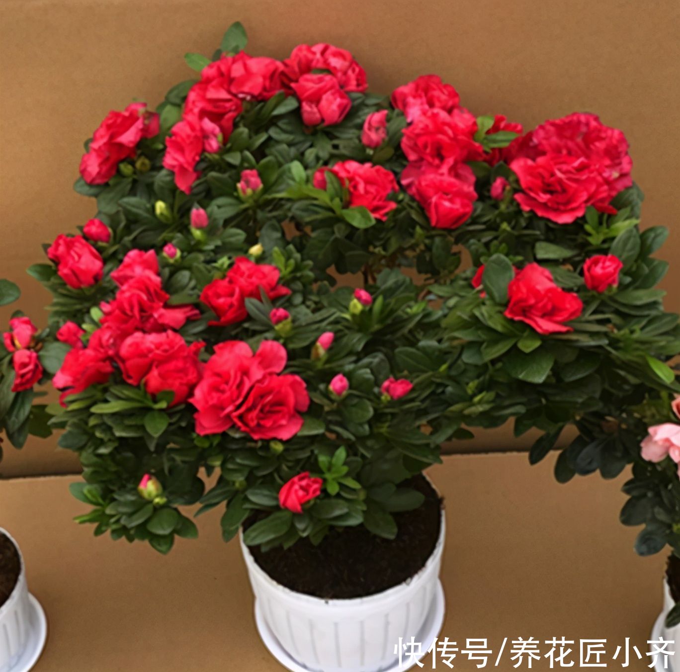 杜鹃花过年都抢着买，但90%的花友都养不好它，因为养它有技巧