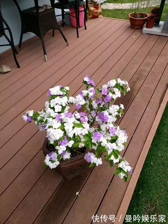 茉莉香|1种花有茉莉香，花儿同时开三色，一开300多天，新手养得好