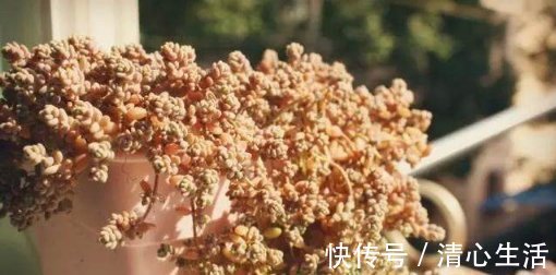 爆盆|这5种多肉植物,便宜又好养,一不小心就会爆盆