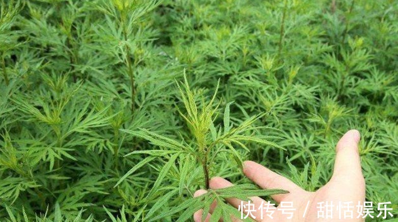 艾叶油|女性多吃以下食物,刮油减肥,水嫩肌肤,减皱抗衰老,越吃越年轻